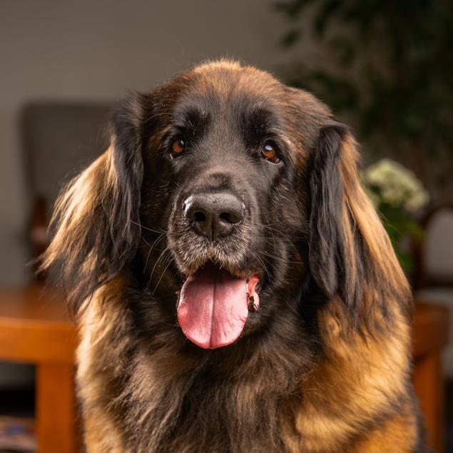 Bea 