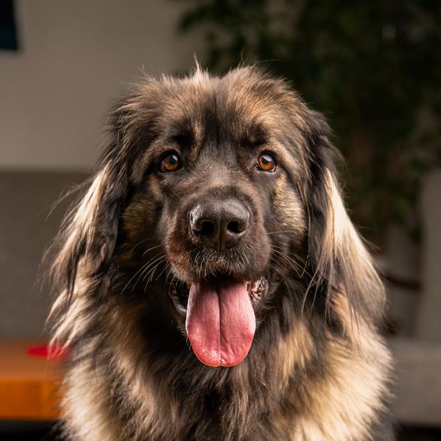 Fenja